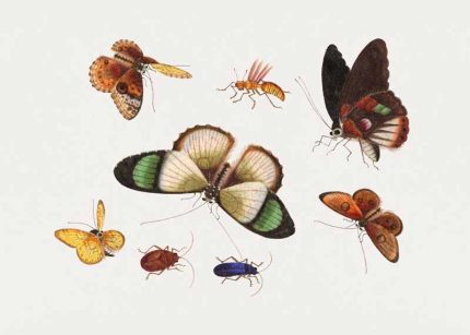 Chinese-insect-drawing of five butterflies Chinese Print Wall Art Poster