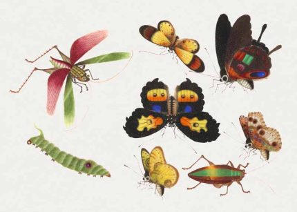 Chinese insect drawing of five butterflies a beetle caterpillar and a grasshopper from the 18th century Chinese Print Wall Art Poster