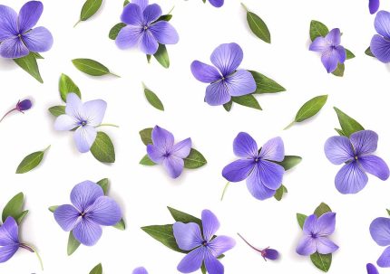 Floral Botanical Flower Print Wall Art Poster
