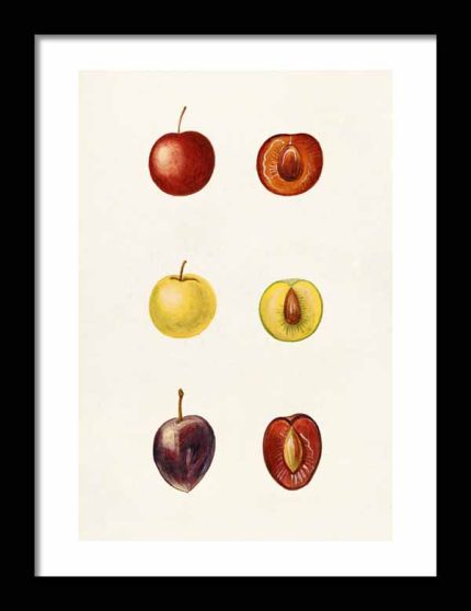 Fruit Anatomy Art | Vintage Fruit Illustrations Kitchen Trendy Print Wall Art Framed Poster