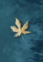 Leaf Wall Art Metal Aluminum Print