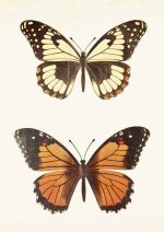Vintage Butterfly Illustrations | Butterfly Art Print Neutral Theme Vintage Posters Wall Art Poster