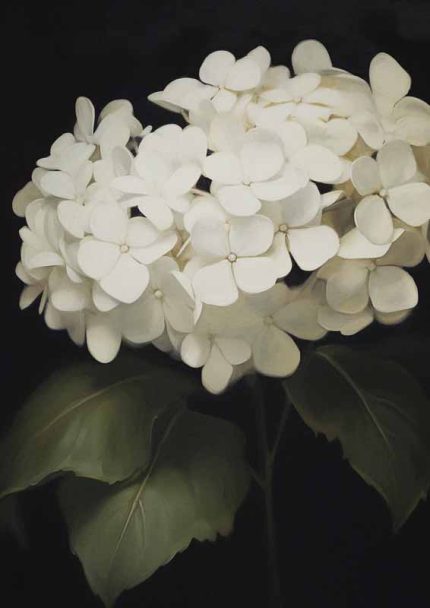Creamy White Hydrangea Blossom | Serene Floral Wall Art Neutral Theme Vintage Posters Wall Art Poster